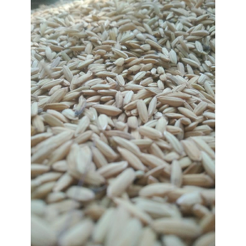 gabah merah super bersih/gabah beras merah