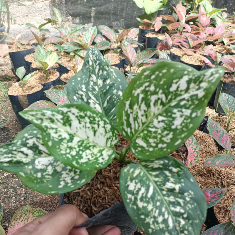 aglonema dut anjamani white
