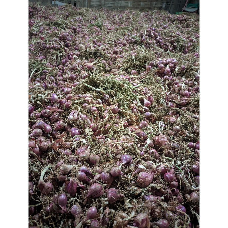 

Bawang merah daun kering 1 kg