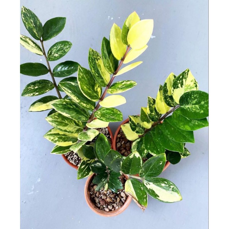 zz variegata / zz var / tanaman hias / zamioculcas zamifolia variegata