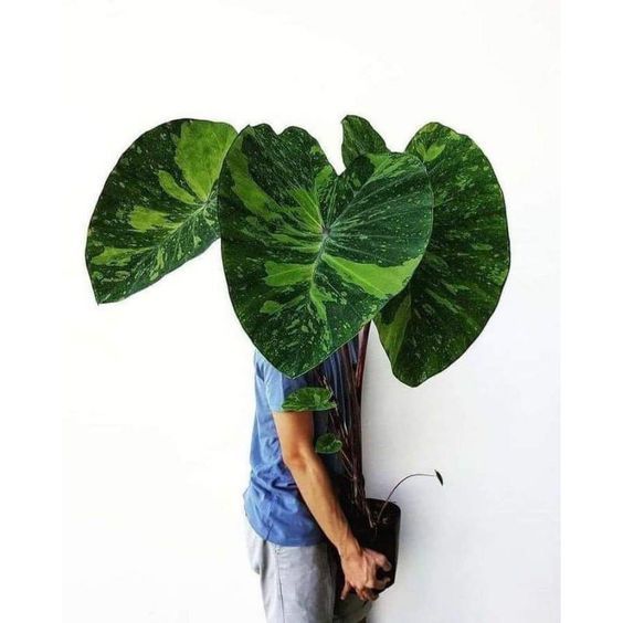 RB Akar Pakis Cacah Karung