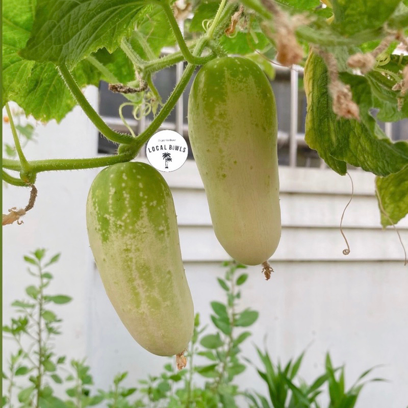 biji benih timun cap panah merah / bintang asia