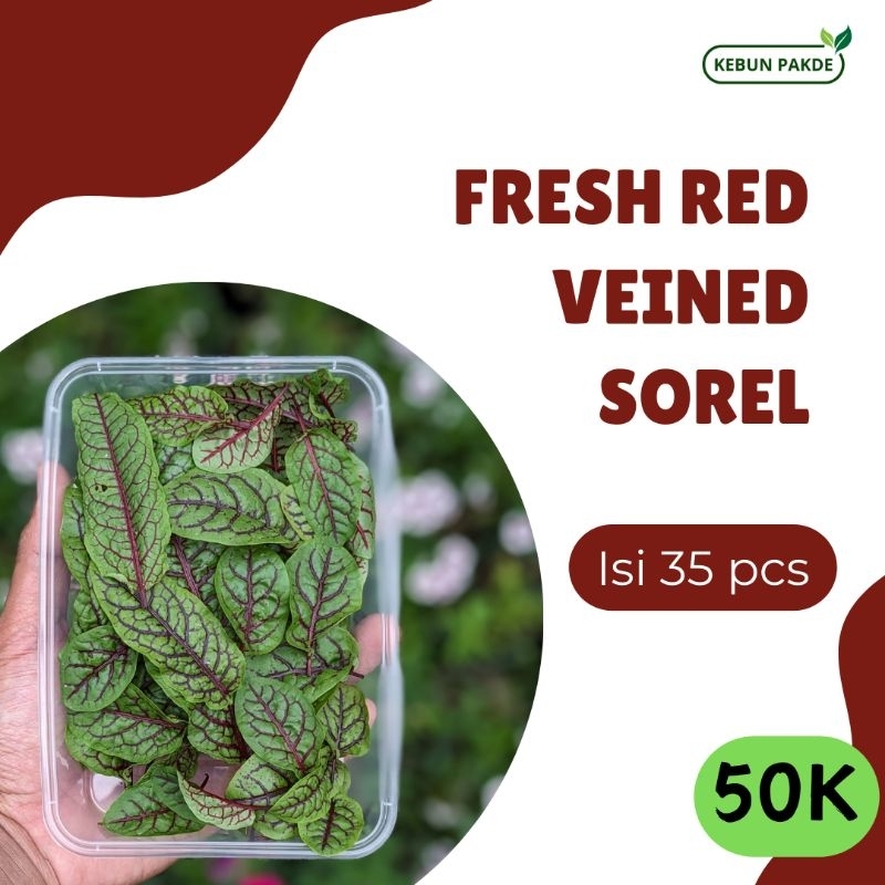 

Fresh Red Veined Sorel | Edible Leaf | Daun Segar | Resto | Isi 35