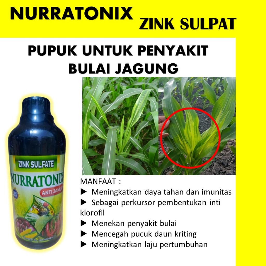 (PUPUK MURAH) Fungisida bulai jagung - Fungisida anti bulai jagung - Obat bulu jagung paling ampuh -
