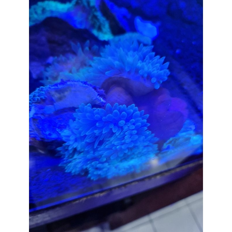 anemon jagung | rumah nemo