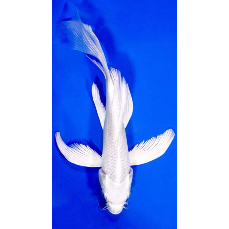 KOI PLATINUM SLAYER SIZE 20-25CM SUPER CANTIK