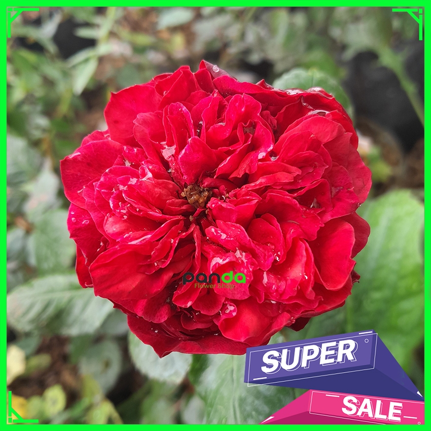 Mawar Import Red Piano - Mawar Import Wangi