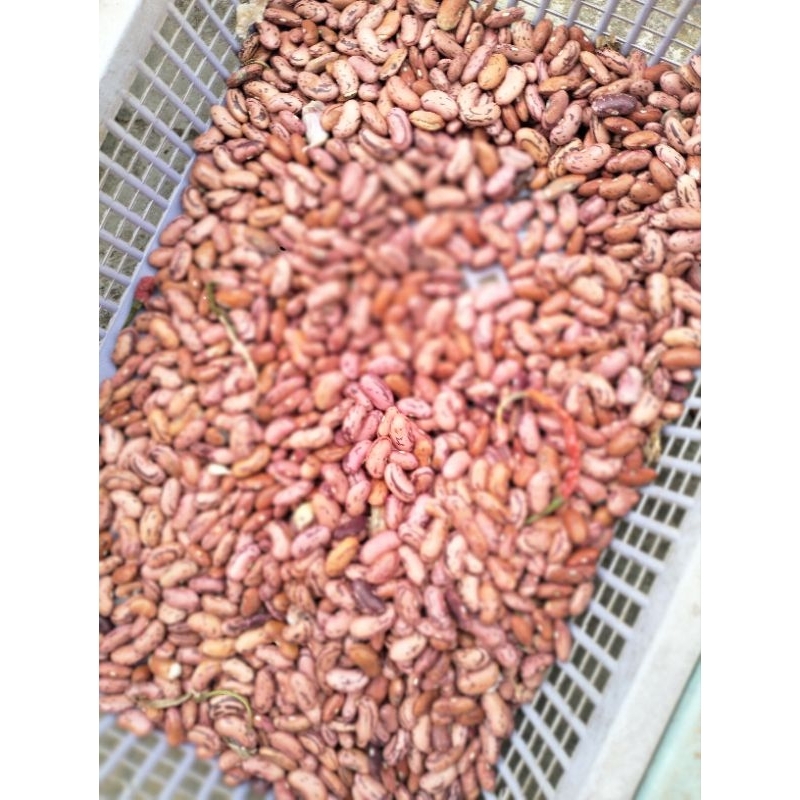 

kacang merah organik(snerek)