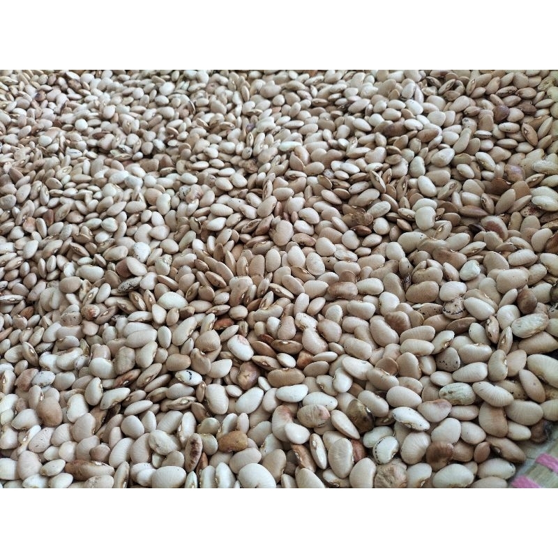 

Bibit kacang roay / roay sayur 50 biji