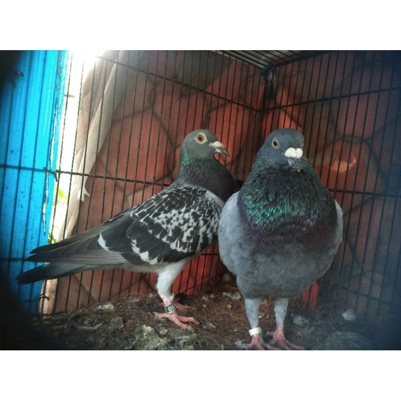 merpati pos indukan sepasang