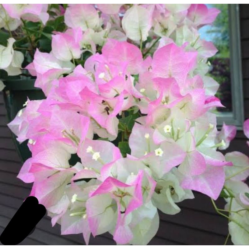 bugenvil berbunga Bengawan Solo koleksi