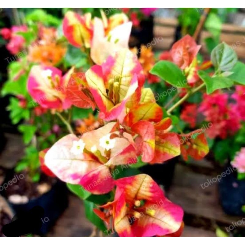 bugenvil collection Citra monduring besar