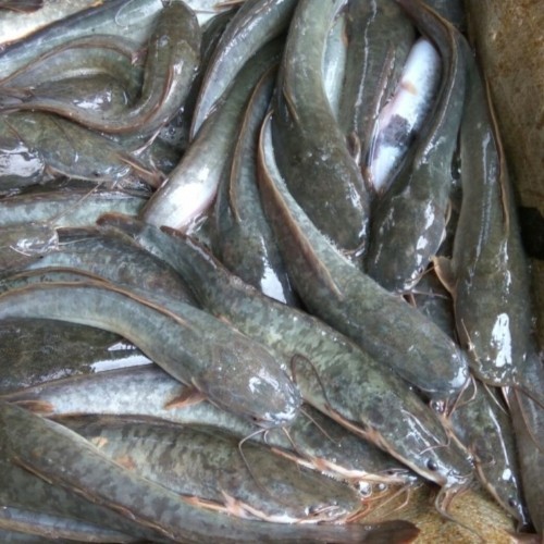 

Ikan Lele 450gr-600gr