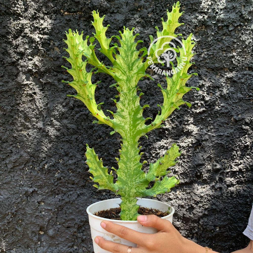 Euphorbia Mayurnathanii - Pekaranganku