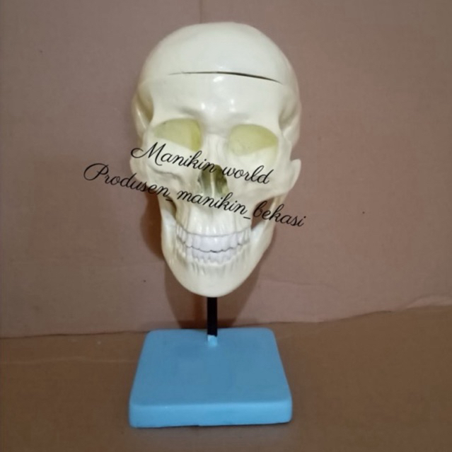 TORSO TENGKORAK KEPALA MANUSIA / ANATOMI MANUSIA MODEL TENGKORAK KEPALA MANUSIA