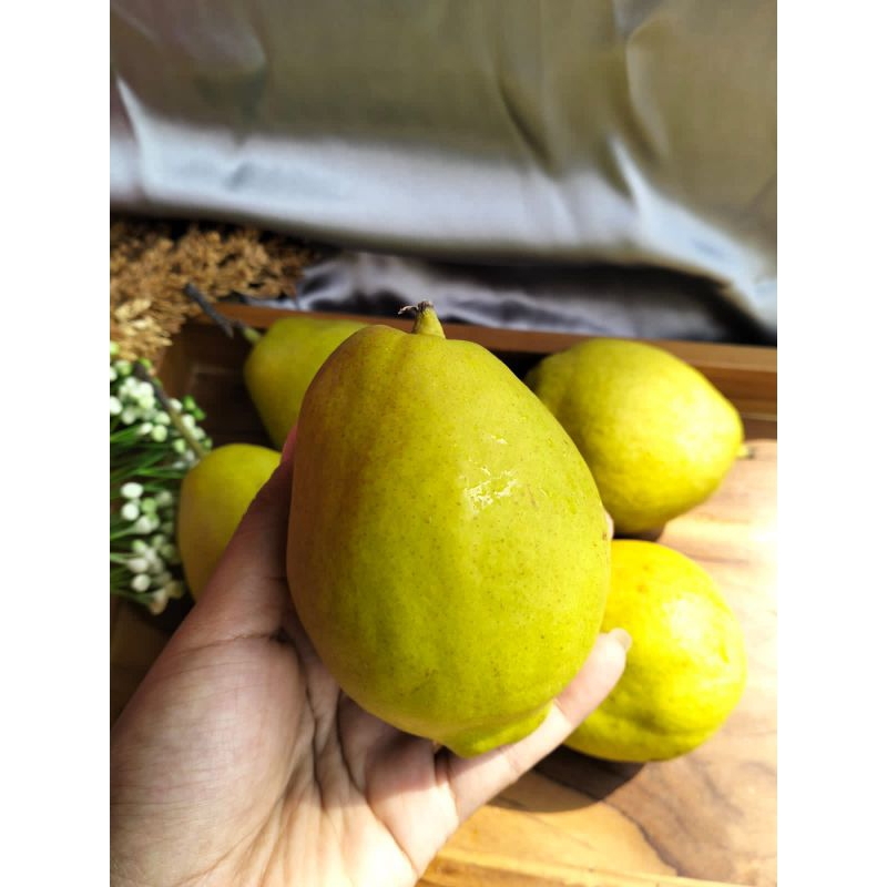 

PEAR XIANGLIE - SERBA BUAH