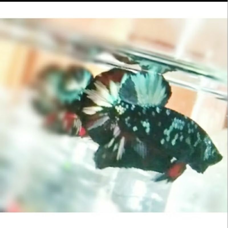 Avatar Cooper top grade