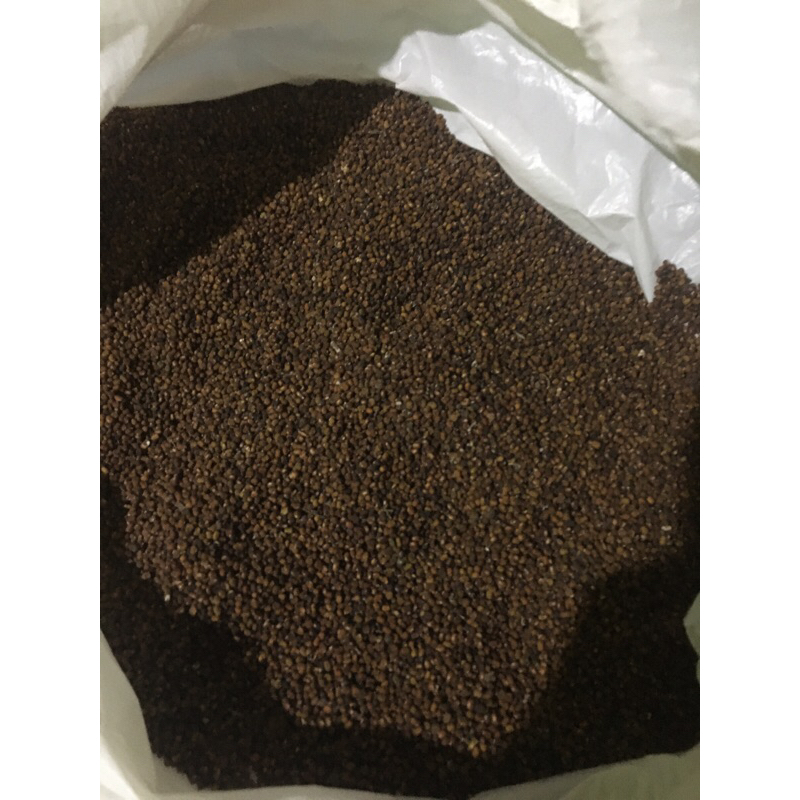 

500gram pj (purariea javanica)