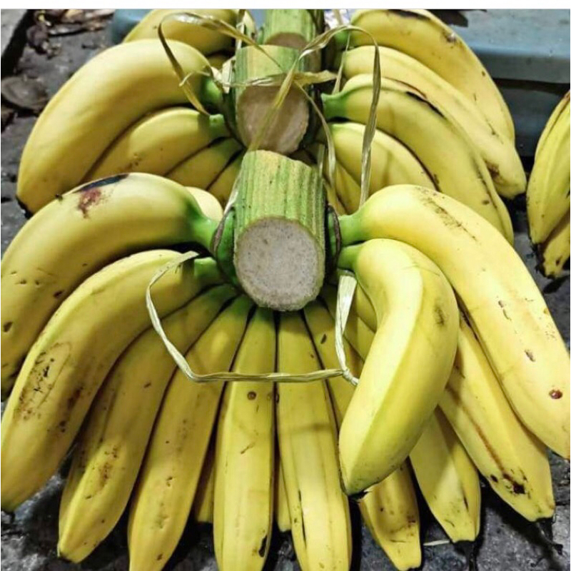

Pisang Ambon Lumut