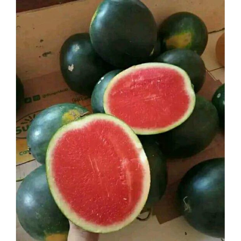 

Semangka Juve Non biji jual 1bulatan