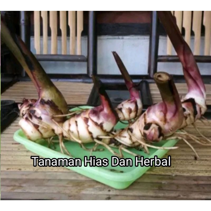 

promo umbi ganyong merah segar 1kg kualitas super