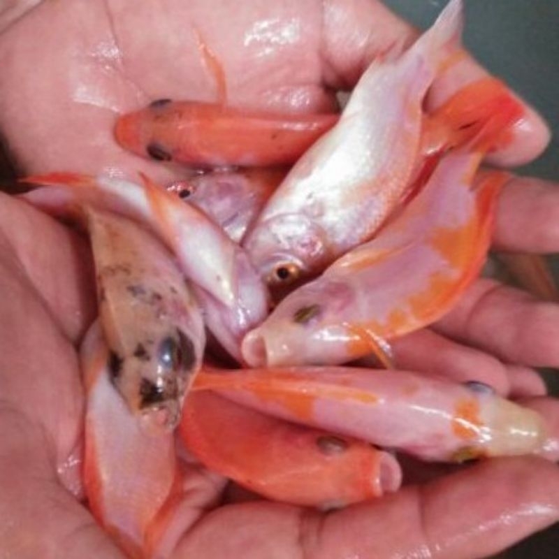 Bibit ikan nila merah Bangkok size korek gas