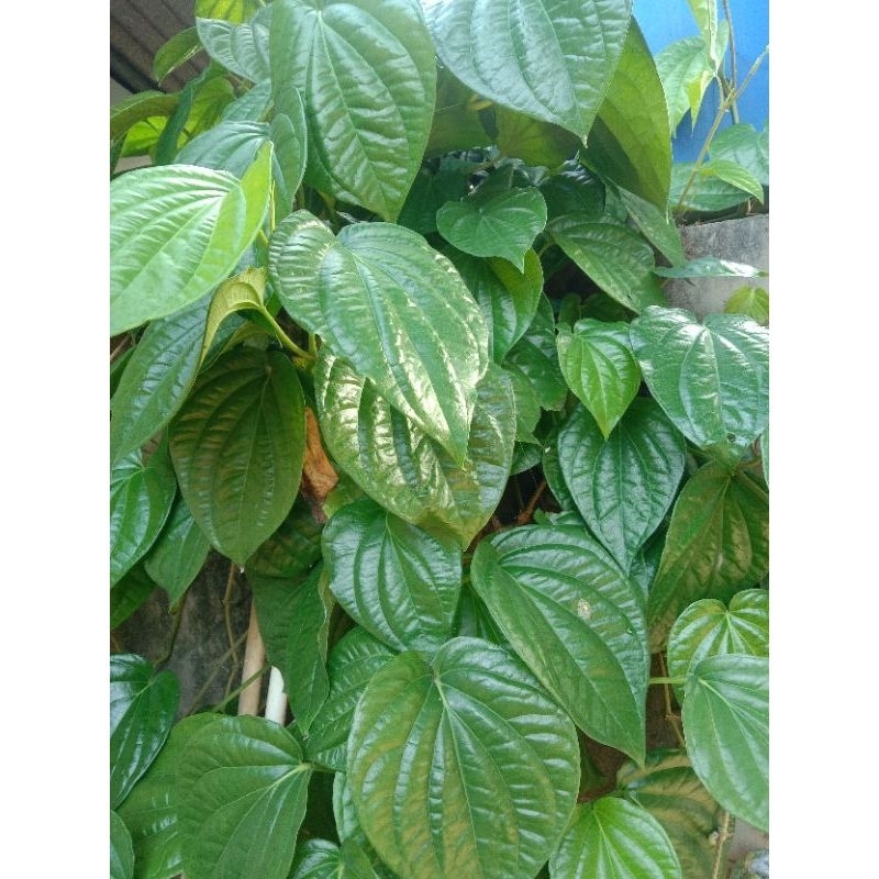 

100 LEMBAR DAUN SIRIH SEGAR/FRESH DIPETIK LANGSUNG UNTUK KEPUTIHAN DLL