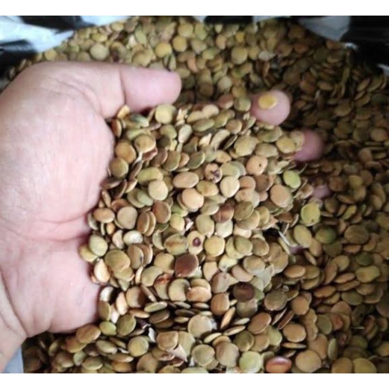 Benih / Biji Gamal premium / benih gamal 1kg / biji gamal siap semai / pakan ternak