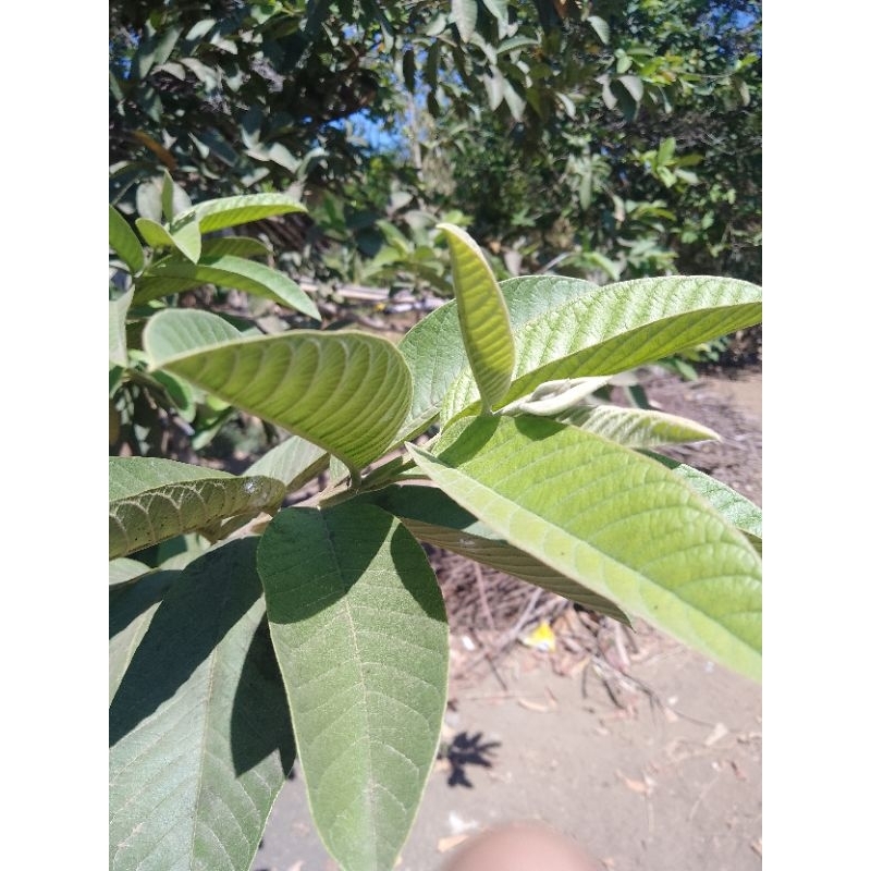 

DAUN Jambu segar dan fres