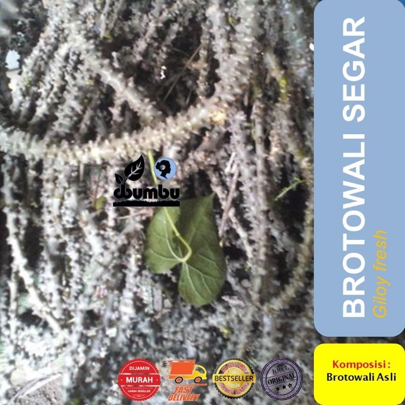 

Brotowali Segar 1000 gram