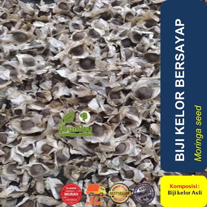 

Biji Kelor Bersayap Kering 1000 gram