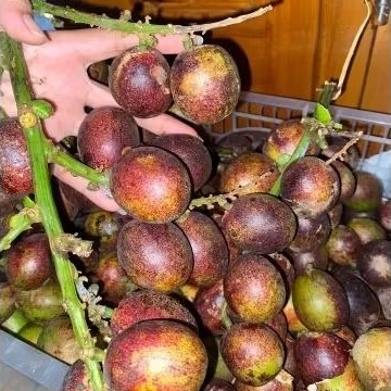 

MATOA FRESH 1 KG LOKAL PATI