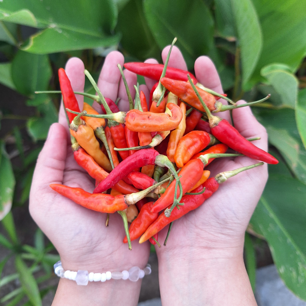 

Cabai Rawit ORI Premium Super Pedas Grade A