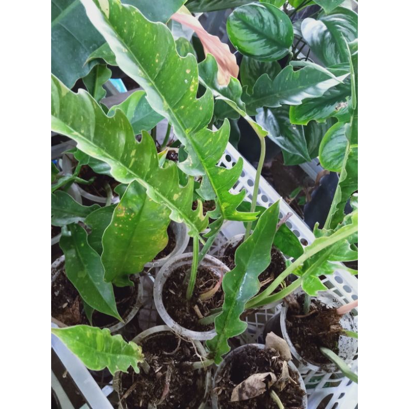 Phylo Ring of Fire Varigata