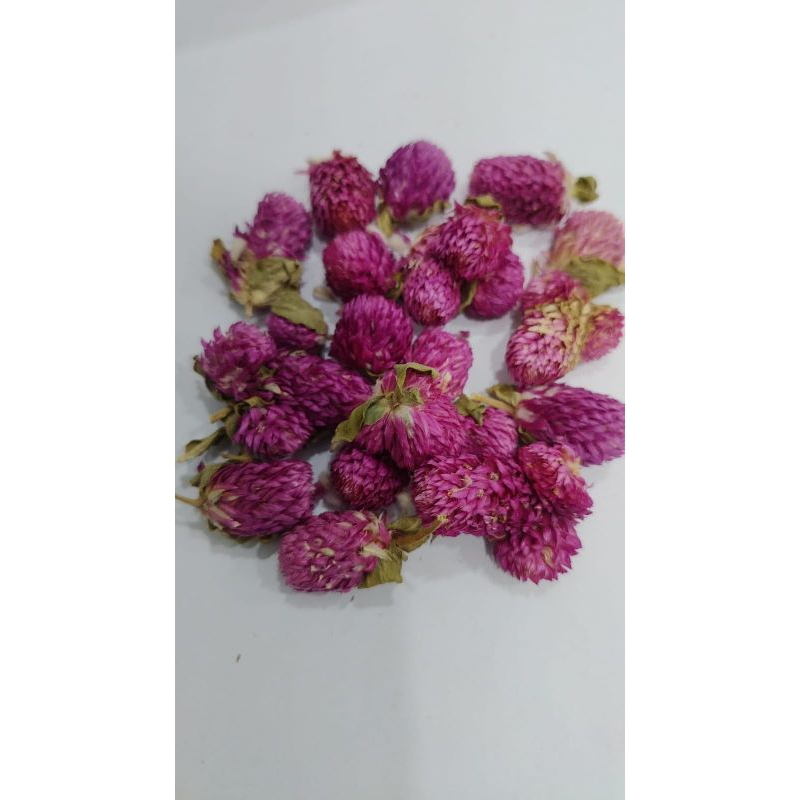 

10 G 50 GR 100 GRAM 千日红 QIAN RI HONG BUNGA KENOP GOMPHRENA GLOBOSA GLOBE AMARANTH FLOWER