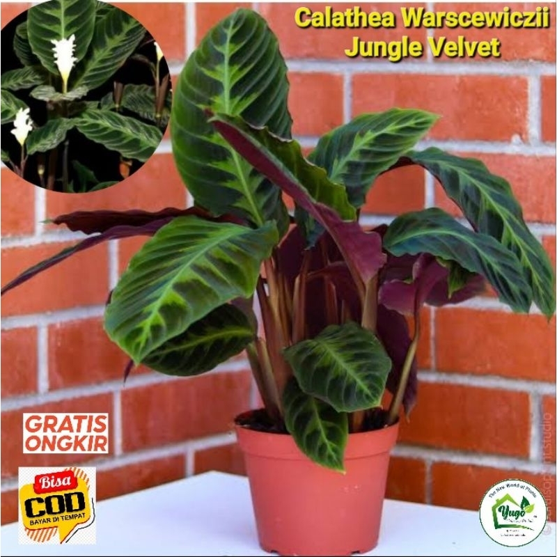 Calathea Warscewiczii Kalatea Jungle Velvet TERMURAH