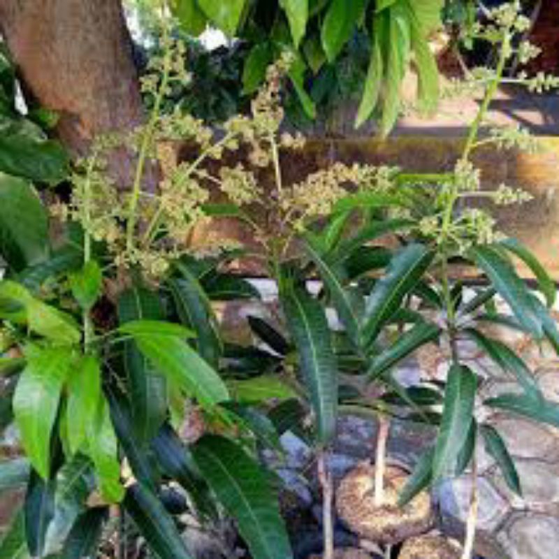 bibit mangga berbunga