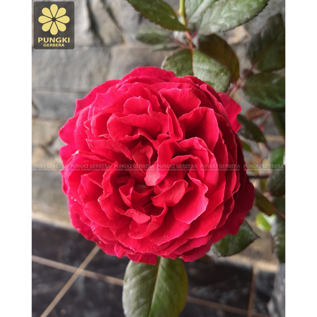 Tanaman Mawar Hidup St James Park - Mawar Import