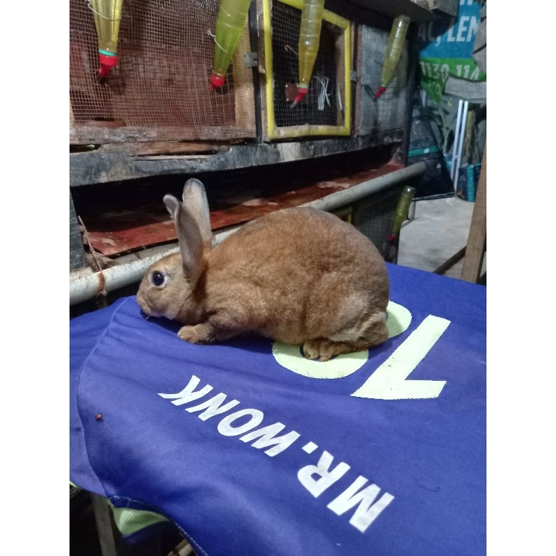 Kelinci Rex bulu karpet betina dewasa (8).