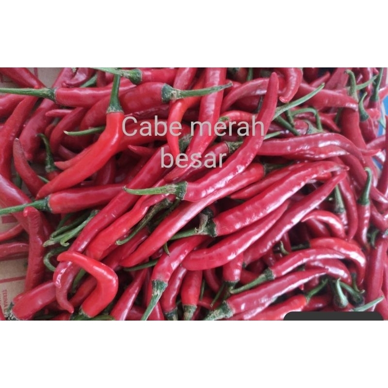 

Cabe merah besar 1kg fresh