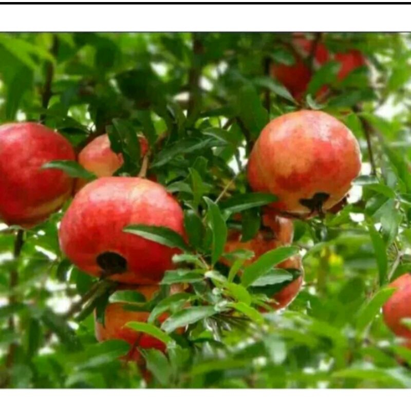 BUAH DELIMA MERAH 1KG