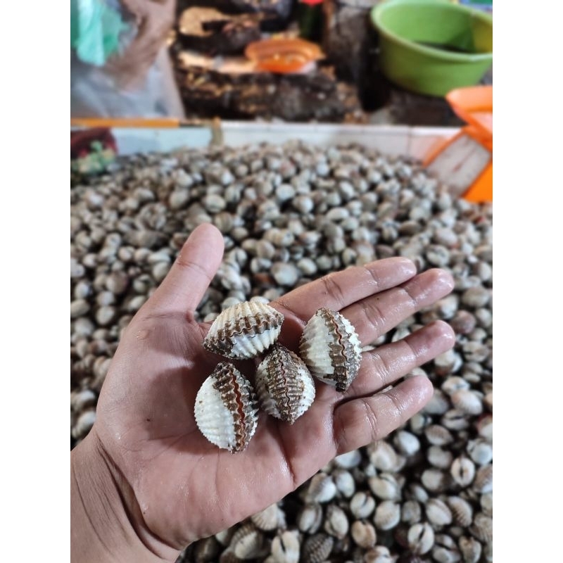 

Kerang Darah Super hidup hidup