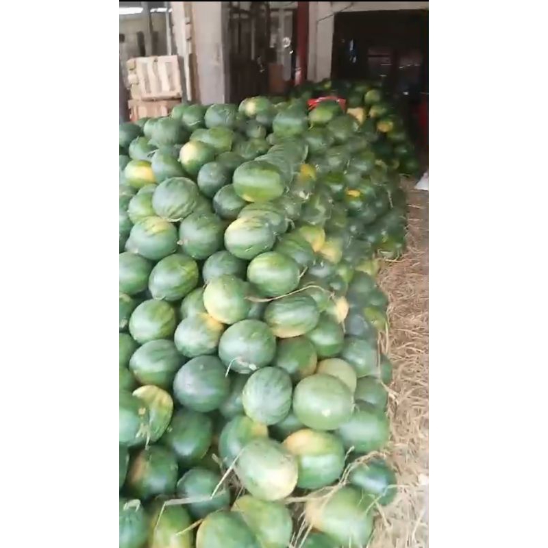 

Semangka non biji super 5kg manis PROMO MURAH