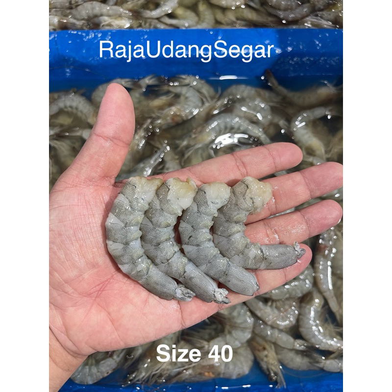 

Udang Kupas Segar Fresh size 40 ekor / Kg