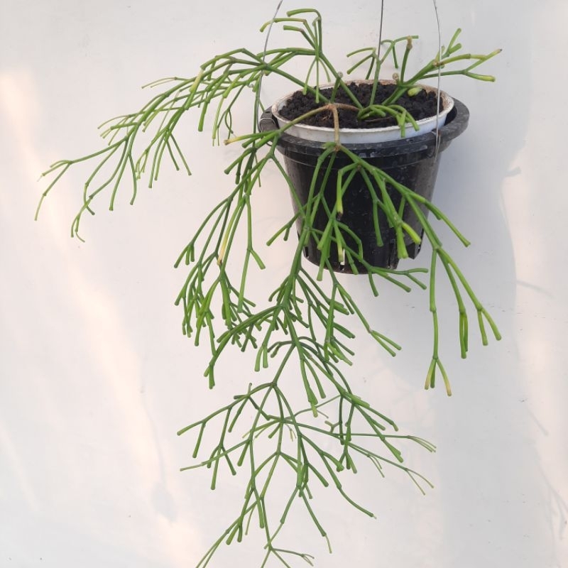 Rhipsalis clavata (sukulen)