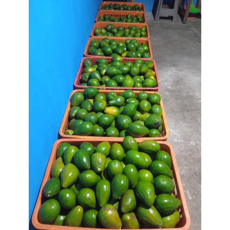 

buah Alpukat masih mentah ya bunda 1kilogram