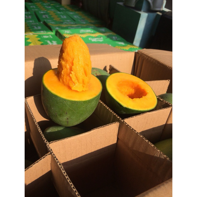 

Mangga Alpukat Clonal Asli Bangil 1 Dus 5kg