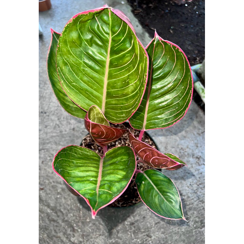 Aglonema Lipstik Cobra Daun Bulat Rumpun