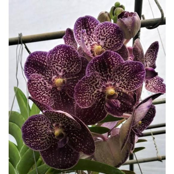 VANDA | ANGGREK VANDA WIRAT X GORDON DILLON BLUE