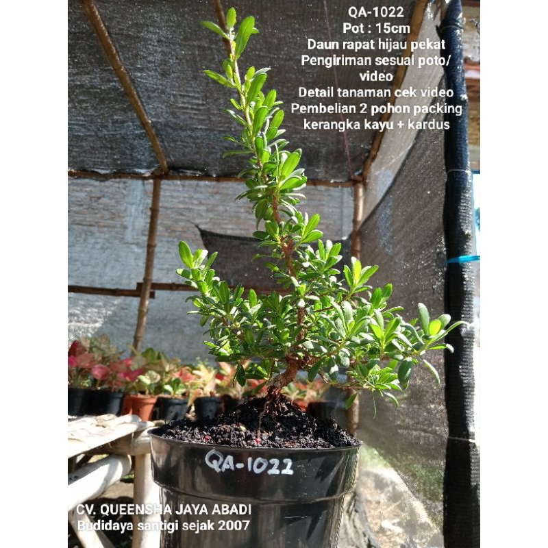 QA-1022, Bahan bonsai santigi mawar super semai biji